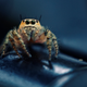 Illustration for article titled Shooting Challenge: Macro Gallery